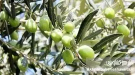روز مزرعه زیتون در رودبار؛ انقلاب دانش برای افزایش تولید زیتون گیلان