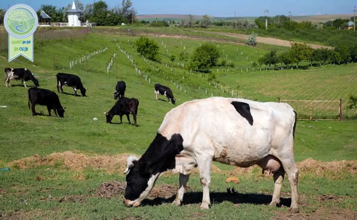 در دانمارک گاوها مالیات می‌دهند

