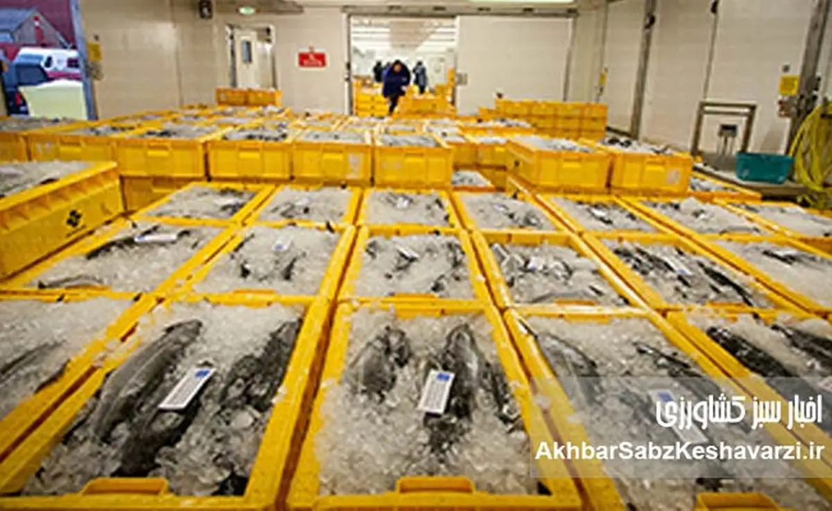 شیلات ایران؛  تضمین امنیت غذایی در دوران تحریم