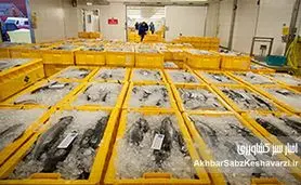 شیلات ایران؛  تضمین امنیت غذایی در دوران تحریم