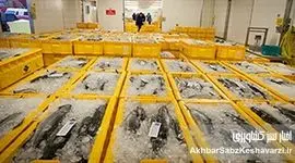 شیلات ایران؛  تضمین امنیت غذایی در دوران تحریم