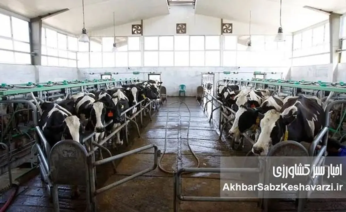 فاجعه در کشت و صنعت مغان؛ تلف دام‌ها و فروپاشی مدیریتی در وزارت جهاد کشاورزی