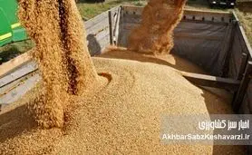 بحران در بازار نهاده‌های دامی؛ مرغداران می‌گویند «بازارگاه نهاده ندارد»