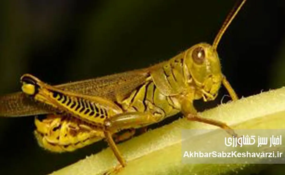 ملخ صحرایی در راه ایران؛وزیر جهاد :کوچک ترین غفلت خسارت زاست
