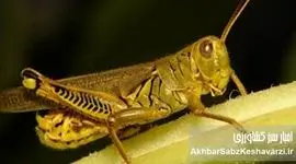 ملخ صحرایی در راه ایران؛وزیر جهاد کشاورزی: کوچک‌ترین غفلت خسارت زاست