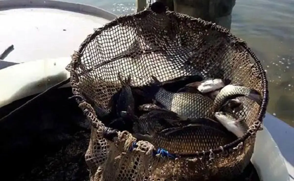 جهش ۱۶ درصدی تولید میگو؛ شیلات گلستان رکورد تازه زد