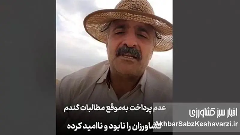 گندم‌کاران نابود شدند؛ روایتی تلخ کشاورز از جیب خالی و وعده‌های بربادرفته+ویدئو