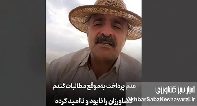 گندم‌کاران نابود شدند؛ روایتی تلخ کشاورز از جیب خالی و وعده‌های بربادرفته+ویدئو