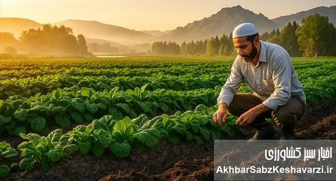 راز واقعی محصولات ارگانیک؛ سلامت از خاک تا سفره+ ویدئو