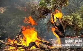 تاخیر مرگبار در بسیج منابع و سکوت ارتباط عمومی؛ جنگل‌های هیرکانی در آستانه فاجعه