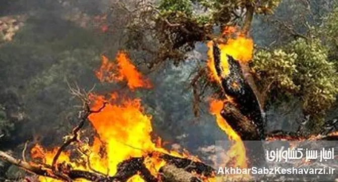 تاخیر مرگبار در بسیج منابع و سکوت ارتباط عمومی؛ جنگل‌های هیرکانی در آستانه فاجعه