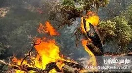 تاخیر مرگبار در بسیج منابع و سکوت ارتباط عمومی؛ جنگل‌های هیرکانی در آستانه فاجعه