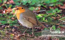 آواز زمستانی روبین، نگین آوازخوان پارک جنگلی هیرکانی النگدره گرگان و خدمات اکوسیستمی‌اش+ ویدئو