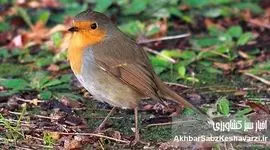 آواز زمستانی روبین، نگین آوازخوان پارک جنگلی هیرکانی النگدره گرگان و خدمات اکوسیستمی‌اش+ ویدئو