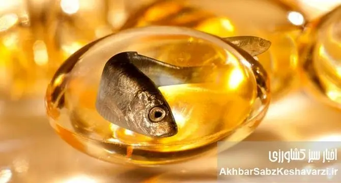 راز طول عمر ژاپنی‌ها فاش شد: فواید شگفت‌انگیز زردچوبه و روغن ماهی