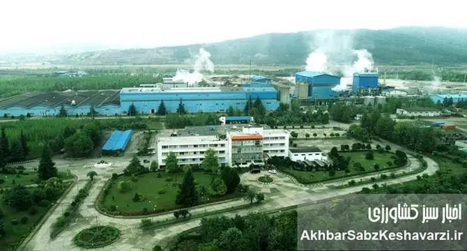 شرکت صنایع چوب و کاغذ مازندران (MWPI)؛ پیشگام تولید ملی+ ویدئو