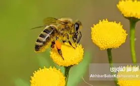 فرصت طلایی برای علاقه‌مندان به زنبورداری در دماوند؛ (دوره رایگان+جزئیات)