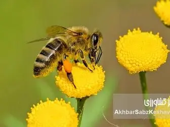 فرصت طلایی برای علاقه‌مندان به زنبورداری در دماوند؛ (دوره رایگان+جزئیات)