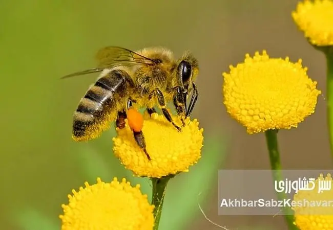 فرصت طلایی برای علاقه‌مندان به زنبورداری در دماوند؛ (دوره رایگان+جزئیات)