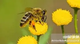 فرصت طلایی برای علاقه‌مندان به زنبورداری در دماوند؛ (دوره رایگان+جزئیات)