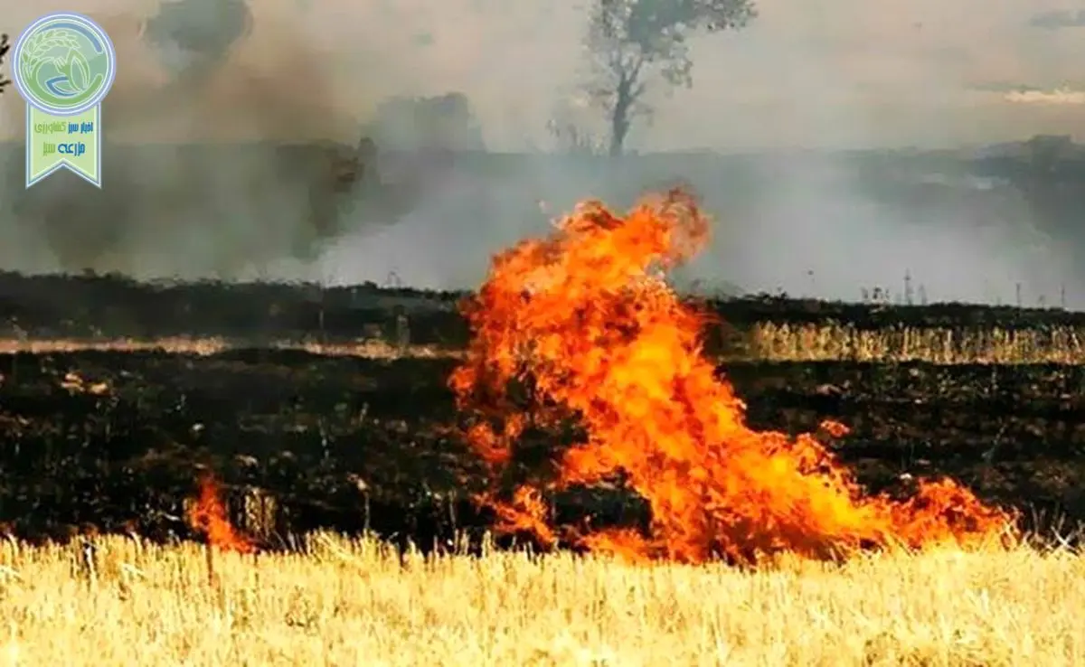وقوع آتش سوزی مهیب در مزارع کشاورزی سرپل ذهاب + فیلم

