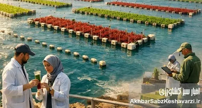 تولید پروتئین از جلبک؛ آیا مزارع جلبک در سواحل مکران می‌توانند جایگزین صید ماهی شوند؟