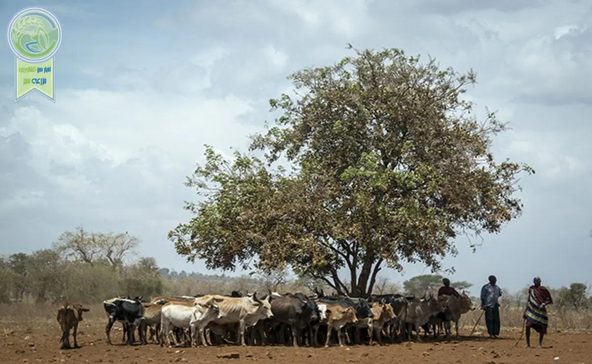 پروژه جهانی متان هاب