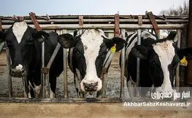 مرگ ۳۰۰ رأس گوسفند عشایر ورامین با فاضلاب صنعتی خیرآباد