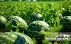 هندوانه: محصولی پر آب یا فریبنده؟ حقیقت پشت اعداد+ ویدئو