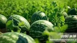 هندوانه: محصولی پر آب یا فریبنده؟ حقیقت پشت اعداد+ ویدئو