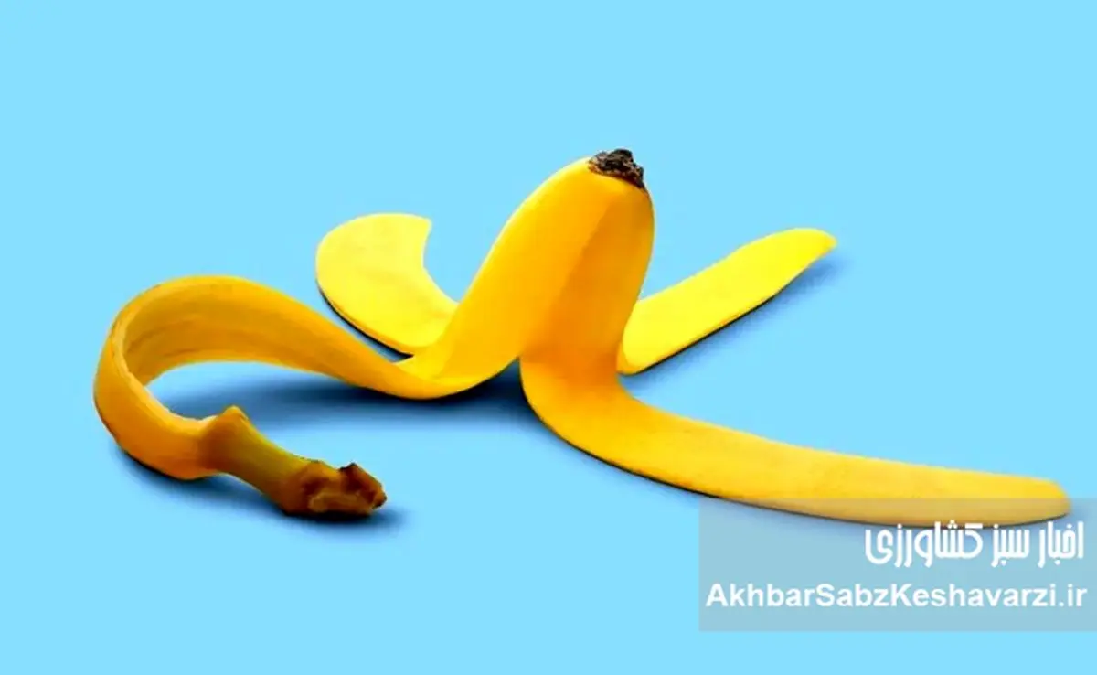 کاربردهای غیرخوراکی پوست موز؛ از زیبایی تا خانه‌داری