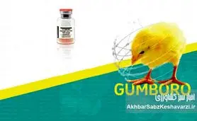 مواظب گامبورو در مرغداری‌ها باشید | ویروسی که در چند روز کل گله را نابود می‌کند