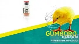 مواظب گامبورو در مرغداری‌ها باشید | ویروسی که در چند روز کل گله را نابود می‌کند