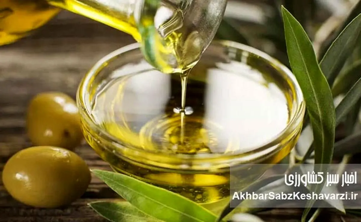 کسب مدال طلای جهانی؛ افتخاری ملی برای کیفیت روغن زیتون ایران