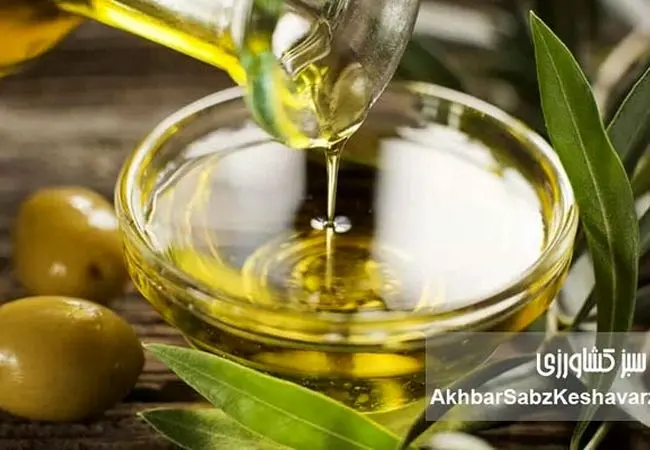 کسب مدال طلای جهانی؛ افتخاری ملی برای کیفیت روغن زیتون ایران