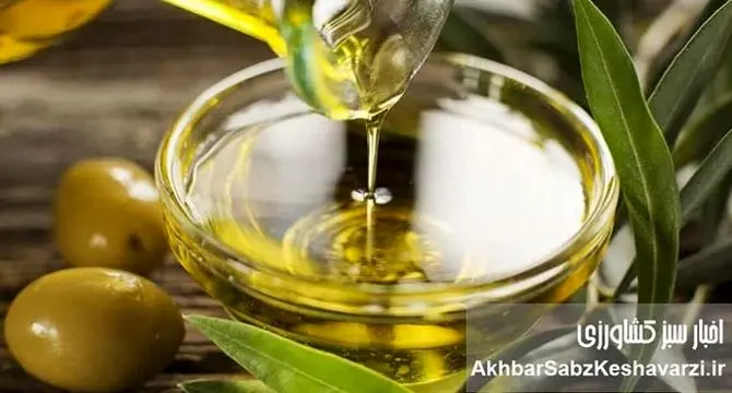 کسب مدال طلای جهانی؛ افتخاری ملی برای کیفیت روغن زیتون ایران