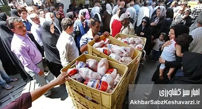 شفافیت، نظارت و کاهش هزینه تولید؛ راه برون رفت از گرانی مرغ