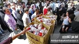 شفافیت، نظارت و کاهش هزینه تولید؛ راه برون رفت از گرانی مرغ