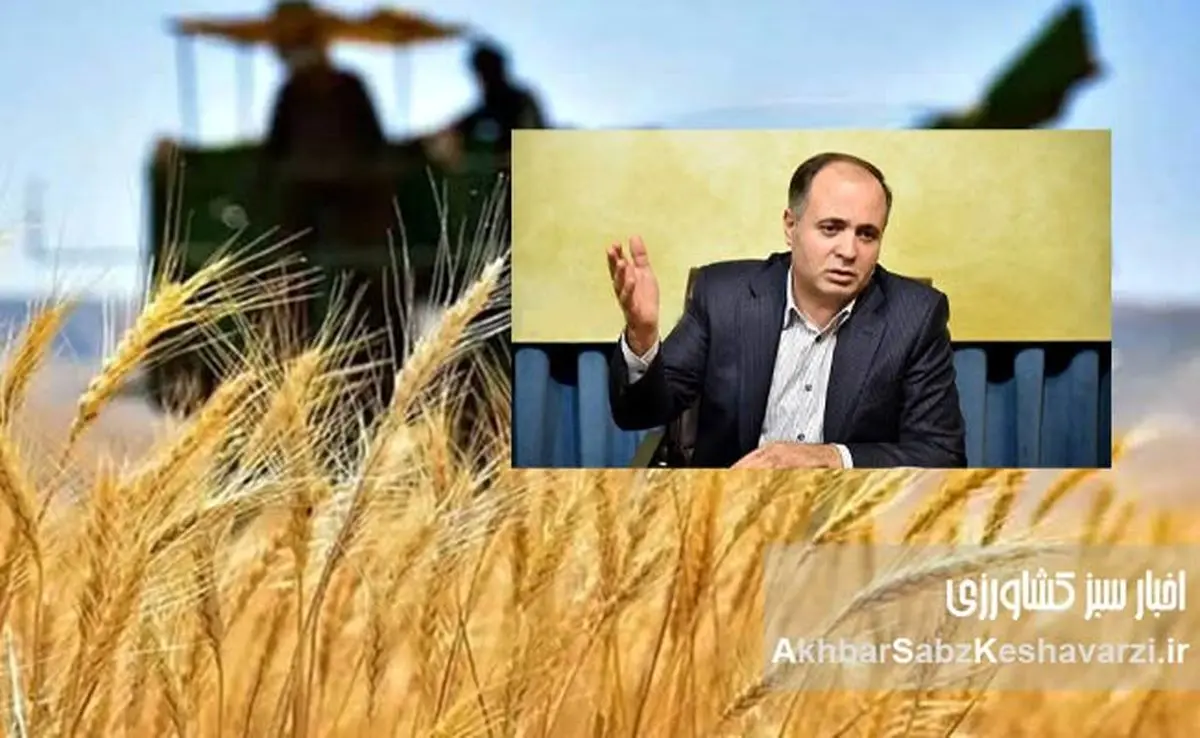 قیمت خرید تضمینی گندم: از ۲۱ هزار تومان دیروز تا ۲۰ هزار و 500 تومان امروز+ ویدئو