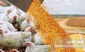 عرضه ی نهاده‌های دامی وارد فاز قراردادی شد