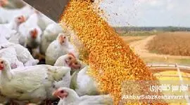 عرضه ی نهاده‌های دامی وارد فاز قراردادی شد