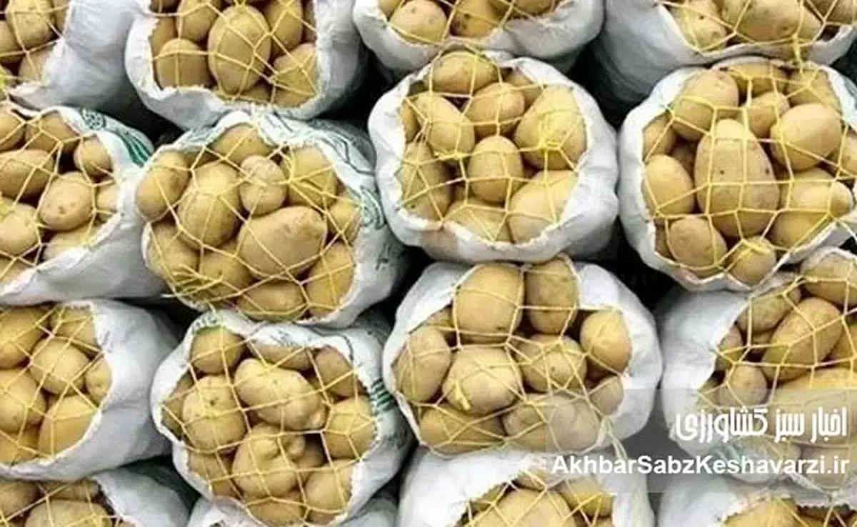 سیب‌زمینی ارزان شد؟ سقف قیمت جدید اعلام شد!