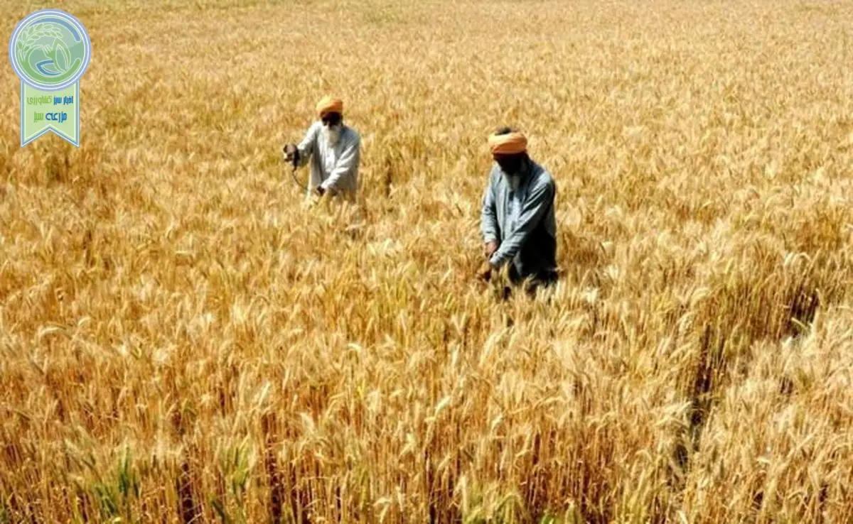 پزشکیان: مطالبات گندم‌کاران پرداخت می‌شود

