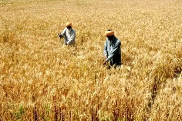 پزشکیان: مطالبات گندم‌کاران پرداخت می‌شود

