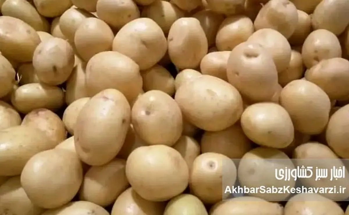  صادرات «سیب‌زمینی» پرمصرف به‌طور کامل ممنوع شد