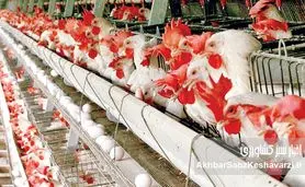  مرغداران زیر فشار حذف ارز ترجیحی