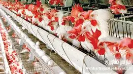  مرغداران زیر فشار حذف ارز ترجیحی
