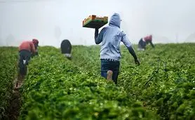 تهران و اسلام آباد هدف ۳ میلیارد دلاری تجارت کشاورزی را تعیین کردند