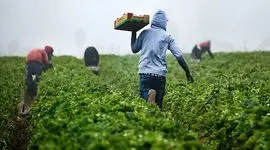تهران و اسلام آباد هدف ۳ میلیارد دلاری تجارت کشاورزی را تعیین کردند