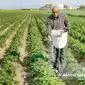 بحران خاموش در کشاورزی ایران؛ افزایش قیمت کود و سم، تهدیدی برای امنیت غذایی کشور